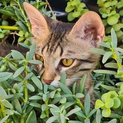 Close-up portrait of a cat