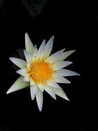 Close-up of yellow flower