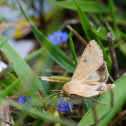 Close-up of butterfly on plant