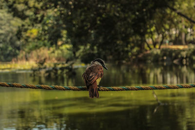 Bird perching on a tree