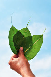 Close-up of hand holding leaves against sky