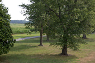 Trees growing in field