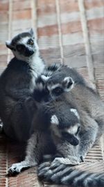 Close-up portrait of cats relaxing in zoo