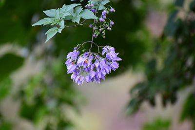 Close-up of purple flowering plant