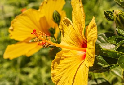 Close-up of yellow flowering plant