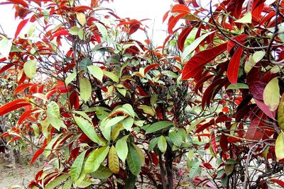 Close-up of red berries on tree