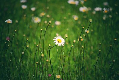 Flowers blooming on field