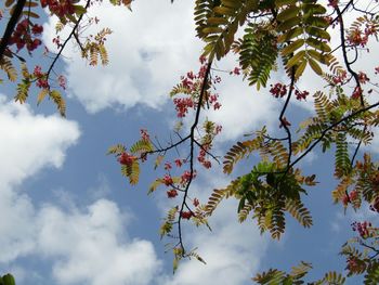 Low angle view of cherry blossoms against cloudy sky