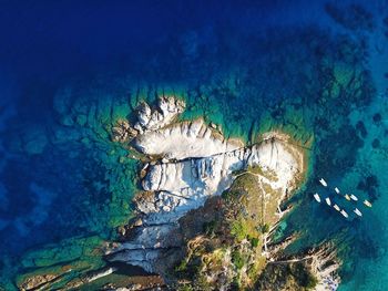 High angle view of turtle in sea