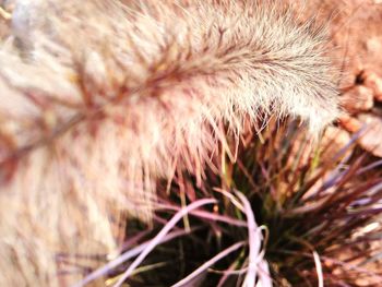 Close-up of dandelion flower