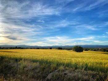 Scenic view of field against sky