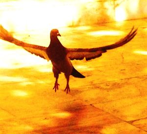 Bird perching on wall