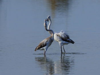 View of birds in lake