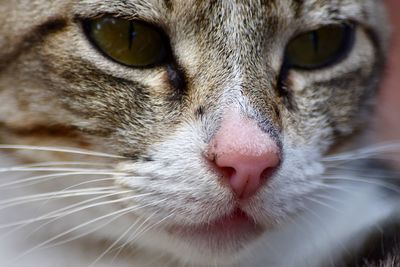 Close-up portrait of cat