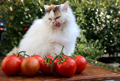 Close-up of tomatoes with vegetables