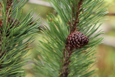 Close-up of pine cone on tree