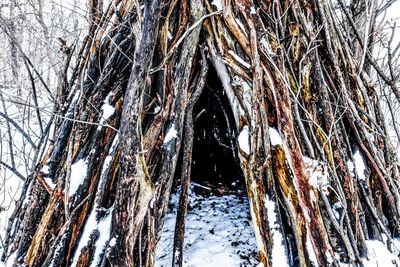 Low angle view of frozen trees in forest during winter
