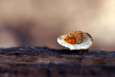 Close-up of crab