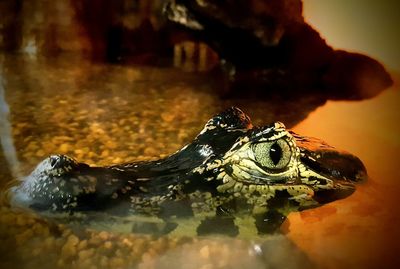 Close-up of turtle in water