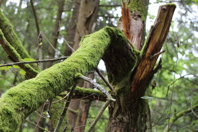 Low angle view of tree trunk