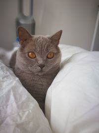 Close-up of cat on bed at home