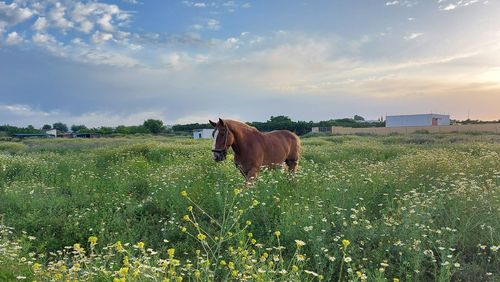 Horse in a field