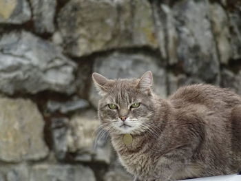 Portrait of tabby cat against wall