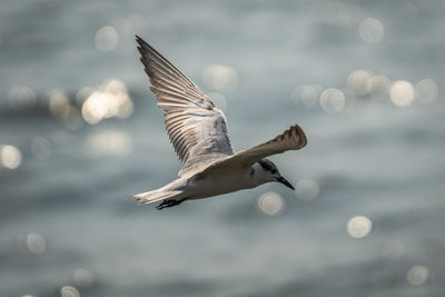 Whiskered tern flying over shimmering ocean