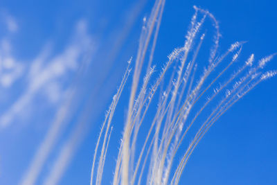 Low angle view of plant against blue sky