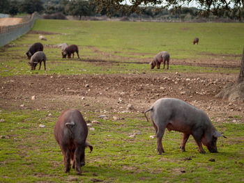 Sheep grazing in a field