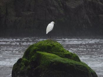 Bird perching on rock