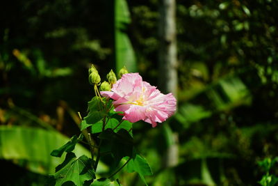 Close-up of pink flowering plant