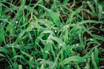 Full frame shot of wet grass on field