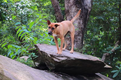 View of dog on tree trunk