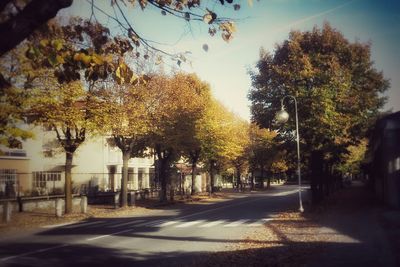 Road along trees