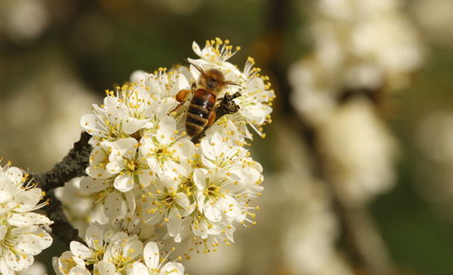 Close-up of bee on white flower