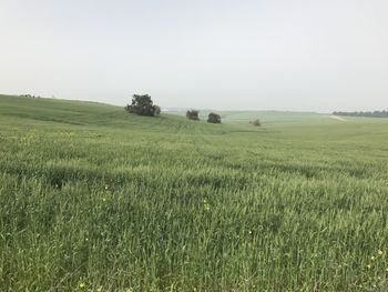 Scenic view of agricultural field against clear sky