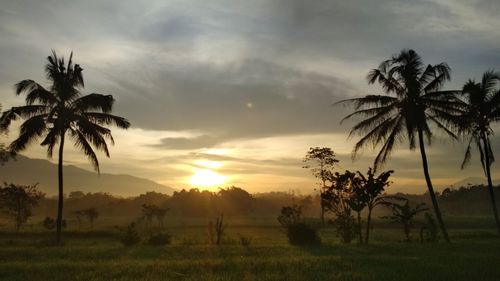 Silhouette palm trees on field against sky at sunset