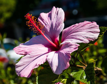 flowering plant