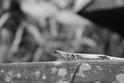 Close-up of lizard on wood
