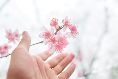 Close-up of hand holding cherry blossoms