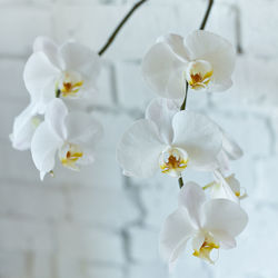 Close-up of white orchid