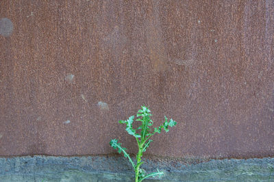 Close-up of plant growing on tree