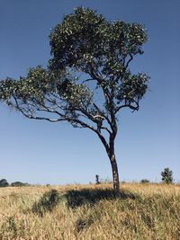 Tree on field against clear sky