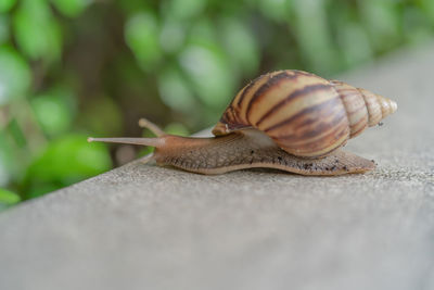 Close-up of snail