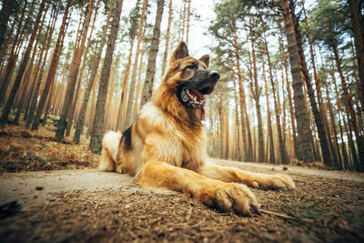 Dog sitting in a forest