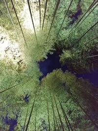 High angle view of plants growing in lake