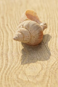 Close-up of snail on sand
