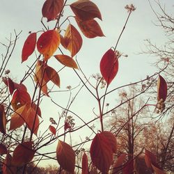 Low angle view of leaves on tree