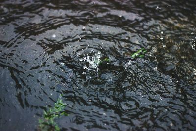 High angle view of wet leaf in lake during rainy season